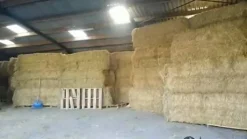 Foin bottes carrées sans poussière