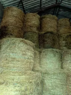 Foin prairie naturelle 2024