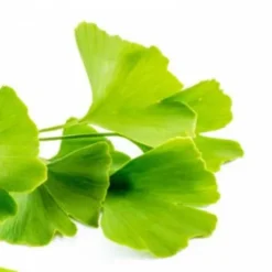 Ginkgo Biloba - Horse Remedy