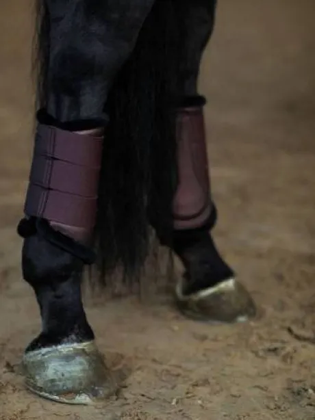 Guêtres de dressage Endless Glow - Equestrian Stockholm