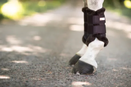 Guêtres de dressage Moonless Night - Equestrian Stockholm