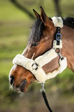 Licol cosy en nylon avec mouton synthétique - HFI