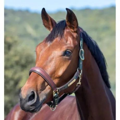 Licol cuir capella Lemieux