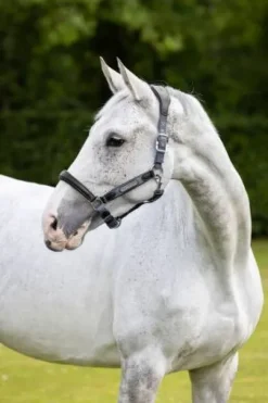 Licol cuir capella Lemieux