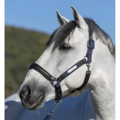 Licol cuir capella Lemieux