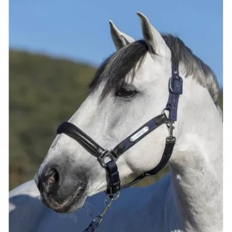 Licol cuir capella Lemieux