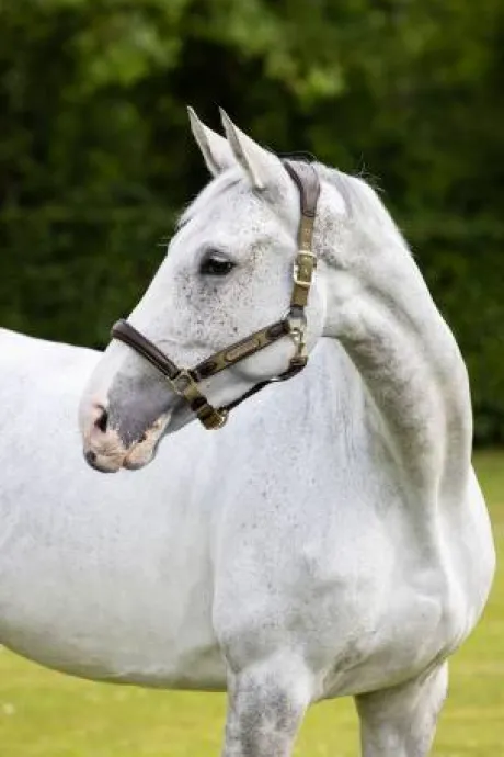 Licol cuir capella Lemieux