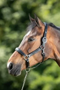 Licol de pansage HFI