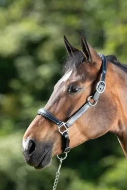 Licol de pansage HFI