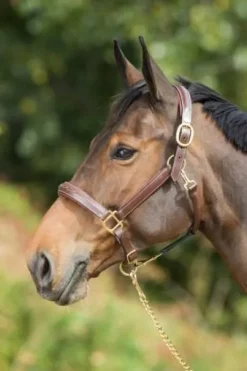 Licol de pansage HFI marron