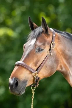 Licol de pansage HFI marron