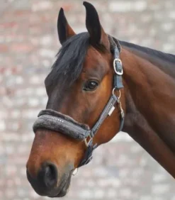 Licol Elegant Mouton Waldhausen