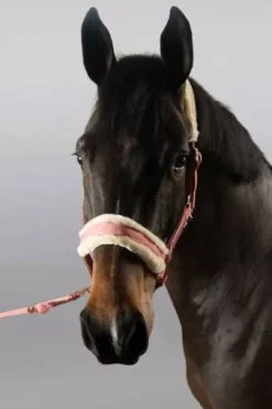 Licol et longe Harcour Holly