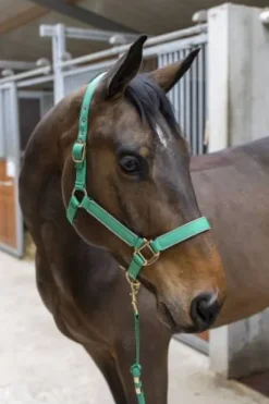 Licol Hansy avec longe - Harcour - nylon