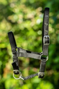 Licol poulain nylon ajustable - HFI - doux et confortable