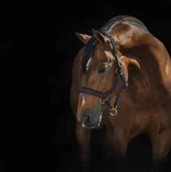 Licol Rambo Micklem - Horseware - élastique réglable