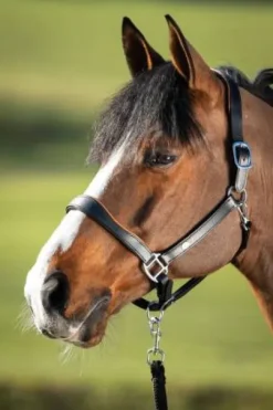 Licol éthologique two-tone - HFI - cuir souple