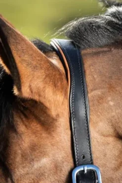 Licol éthologique two-tone - HFI - cuir souple