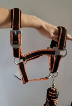 licole plus longe equitheme