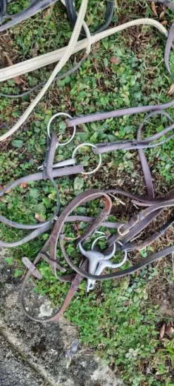 Lot 5 filets complets cheval