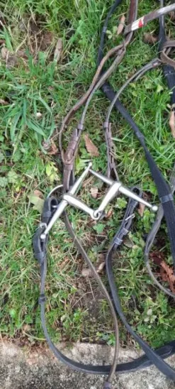 Lot 5 filets complets cheval