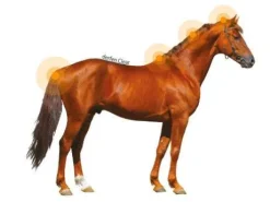 Lotion DERFEN Clear Animaderm