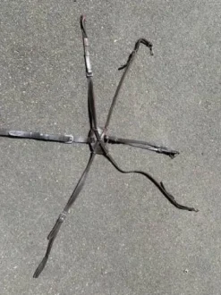 Martinguale avec collier de chasse croisé Dyon