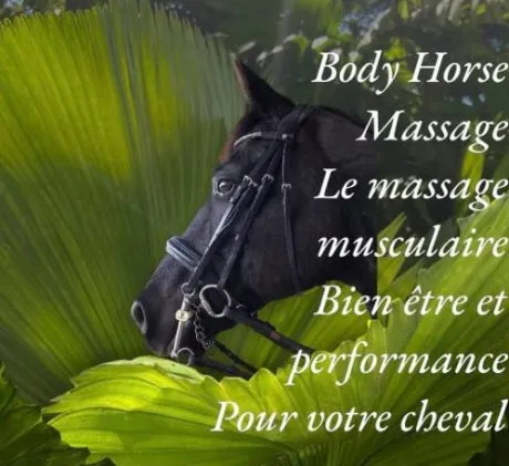 Massage sportif équin
