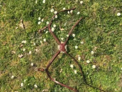 Muserolle croisée - Ikonic