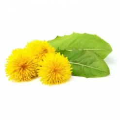 Pissenlit 1kg - horse remedy