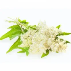 Reine-des-prés EFGM - Horse Remedy - Plante pour chevaux