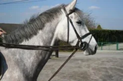 Rênes allemandes cuir/corde JMR Pro