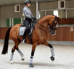 Tapis de selle Sportive Blue Ash - Equestrian Stockholm