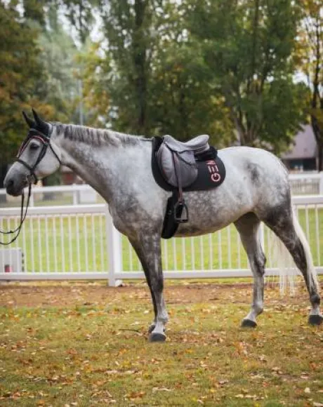 Tapis de selle Ten GEM en CSO ou Dressage