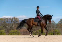 Tapis de selle Total Eclipse - Equestrian Stockholm