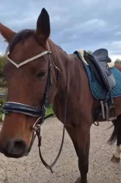 Tapis dressage vert sapin