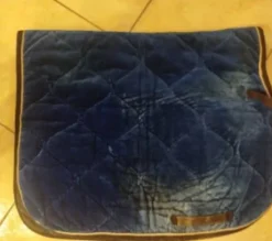 Tapis horse division