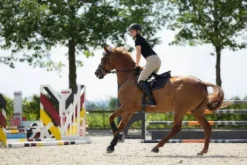 Tapis mixte Elisa HKM