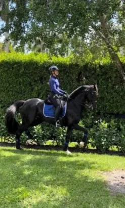 Tapis Royal Blue - Equito