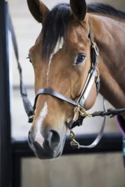ThinLine Busy Buddy - Aide votre cheval à se relaxer