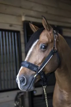 ThinLine Busy Buddy - Aide votre cheval à se relaxer