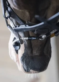 ThinLine Busy Buddy - Aide votre cheval à se relaxer